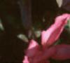 Canna 'Pink Futurity', flowers