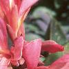 Canna 'Pink Futurity', flowers