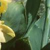 Canna 'Primrose Yellow', habit