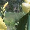 Canna 'Primrose Yellow', habit