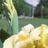 Canna 'Primrose Yellow', habit