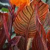Canna 'Tropicanna'®, habit