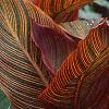 Canna 'Tropicanna'®, habit