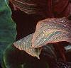 Canna 'Tropicanna'®, habit
