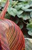 Canna 'Tropicanna'®, habit