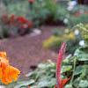 Canna 'Tropicanna'®, habit