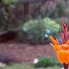 Canna 'Tropicanna'®, habit