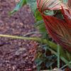Canna 'Tropicanna'®, habit