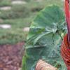 Canna 'Tropicanna'®, habit