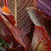 Canna 'Tropicanna'®, habit