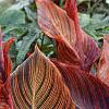 Canna 'Tropicanna'®, habit