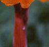 Canna 'Tropicanna'®, flowers