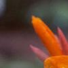 Canna 'Tropicanna'®, flowers
