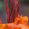 Canna 'Tropicanna'®, flowers