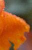 Canna 'Tropicanna'®, flowers