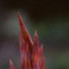 Canna 'Tropicanna'®, flowers