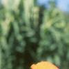 Canna 'Wyoming', flowers