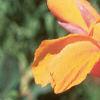 Canna 'Wyoming', flowers
