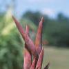 Canna 'Wyoming', flowers