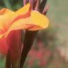 Canna 'Wyoming', flowers