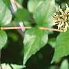Abelia chinensis, fruit