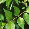 Abelia chinensis, fruit