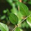 Abelia chinensis, fruit