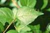 Abelia chinensis, fruit