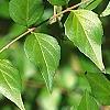 Abelia chinensis, fruit
