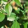 Abelia chinensis, fruit