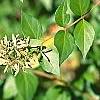 Abelia chinensis, fruit