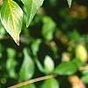 Abelia chinensis, fruit