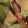 Abelia x grandiflora, leaves