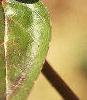 Abelia x grandiflora, leaves