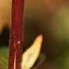 Abelia x grandiflora, stems