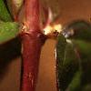 Abelia x grandiflora, stems