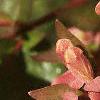 Abelia x grandiflora, flowers