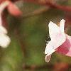 Abelia x grandiflora, flowers