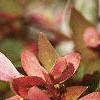 Abelia x grandiflora, flowers
