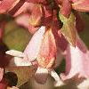 Abelia x grandiflora, flowers