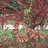 Abelia x grandiflora, fruit