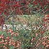 Abelia x grandiflora, fruit