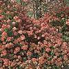 Abelia x grandiflora, fruit