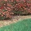 Abelia x grandiflora, fruit