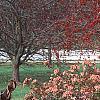 Abelia x grandiflora, fruit