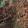 Abelia x grandiflora, fruit