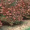 Abelia x grandiflora, fruit