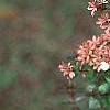 Abelia x grandiflora, fruit