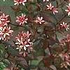 Abelia x grandiflora, fruit