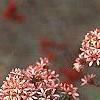 Abelia x grandiflora, fruit
